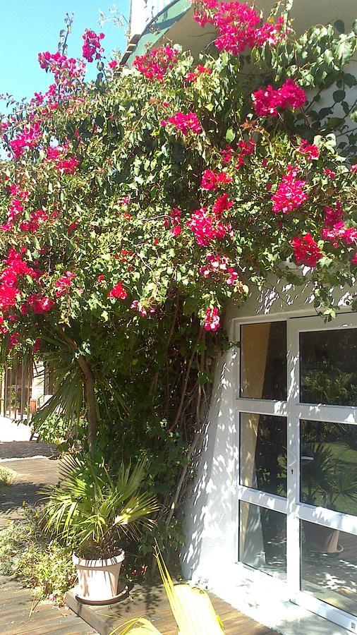 Cape Oasis Guesthouse Bloubergstrand Εξωτερικό φωτογραφία