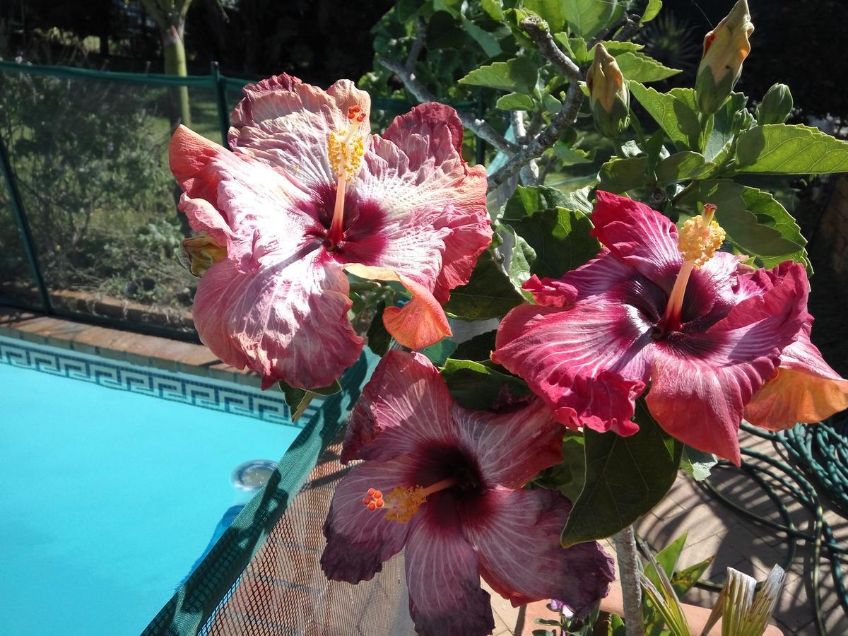 Cape Oasis Guesthouse Bloubergstrand Εξωτερικό φωτογραφία